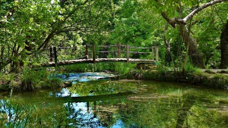 Serene Footbridge Over Tranquil Waters wallpaper