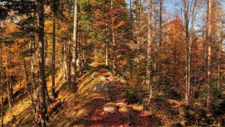 Autumn Serenity in the Forest wallpaper