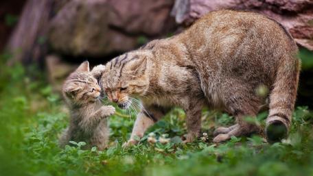Wildcats in Nature's Embrace wallpaper