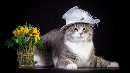 Charming Cat in a Fashionable Hat wallpaper