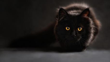 Mysterious Gaze of a Black Cat wallpaper