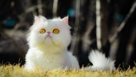 Majestic White Persian Cat in Sunlight wallpaper