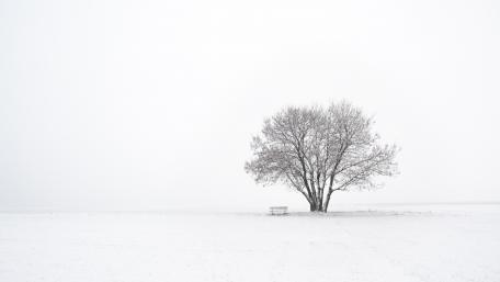 Winter's Solitary Sentinel wallpaper