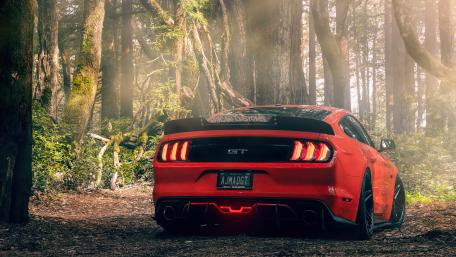 Mystic Mustang Amidst Enchanted Woods wallpaper