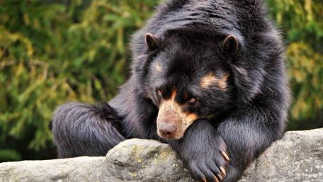 Majestic Bear in Thoughtful Repose wallpaper