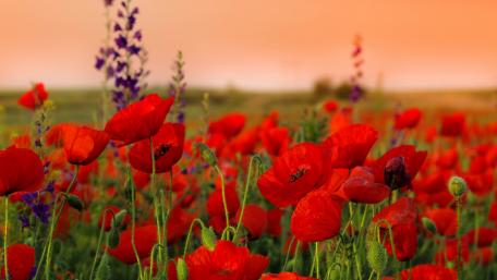 Vivid Summer Poppies at Sunset wallpaper