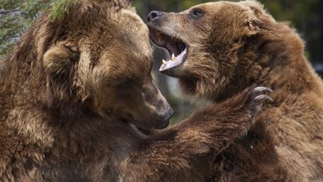 Majestic Grizzly Bears in Confrontation wallpaper