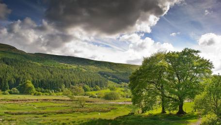 Verdant Spring Valley Serenity wallpaper