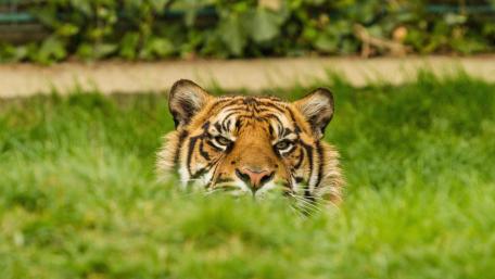 Stealthy Gaze of the Hidden Tiger wallpaper