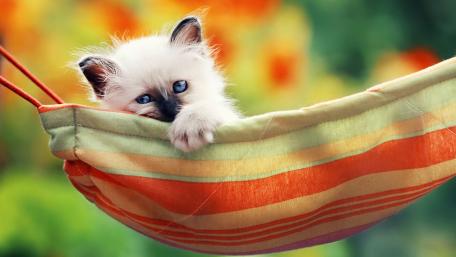 Birman Kitten Lounging in Hammock wallpaper