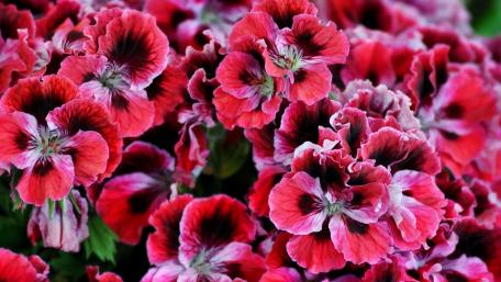 Vibrant Regal Pelargonium Bloom wallpaper
