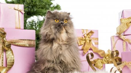 Festive Feline Amongst Christmas Cheer wallpaper
