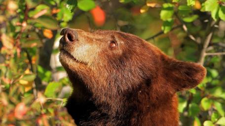 Bear Basking in the Warmth of Sunlight wallpaper