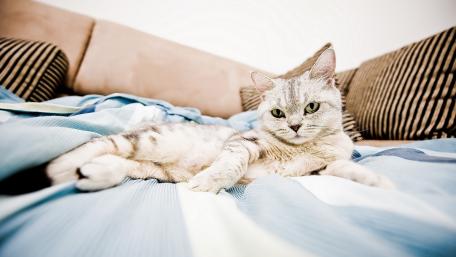 Relaxed Feline on Soft Blue Sheets wallpaper