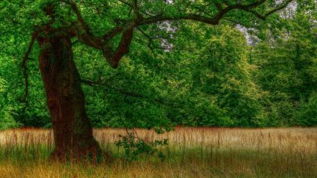 Enchanted Forest Border wallpaper