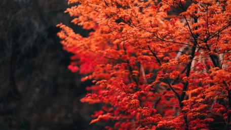 Crimson Canopy in Autumn wallpaper