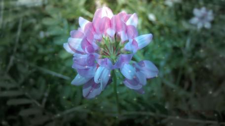 Magical flower wallpaper