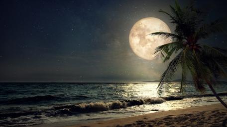 Tropical Moonlight Serenade wallpaper