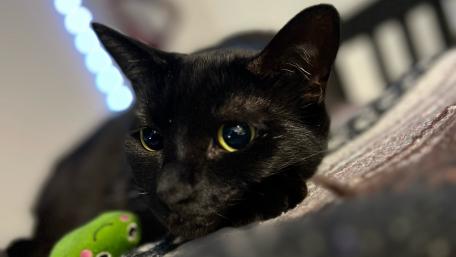 Mysterious Black Cat Close-Up Wallpaper wallpaper
