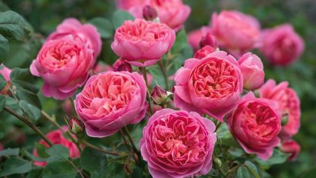 Blooming Boscobel Roses in Springtime wallpaper