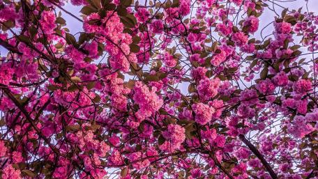 Springtime Cherry Blossom Canopy wallpaper