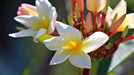 Blooming Plumeria Elegance wallpaper