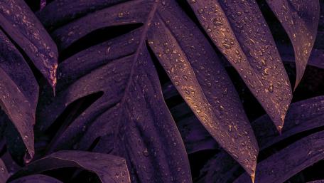 Dewy Monstera Leaves at Night wallpaper