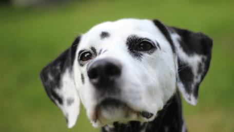 Dalmatian Dog Close-up Portrait wallpaper