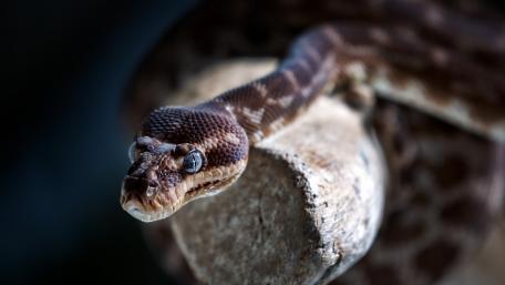 Keelback Serenity in Close-Up wallpaper