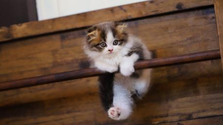 Playful Kitten Hanging Around wallpaper