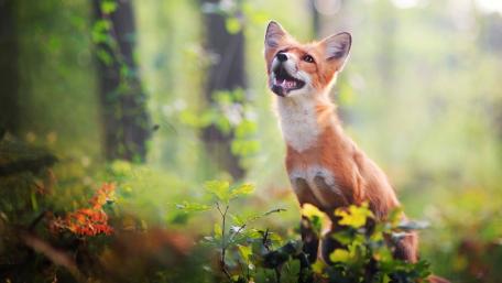 Curious Fox in Enchanted Forest wallpaper
