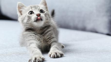 Adorable Grey Kitten Moment wallpaper