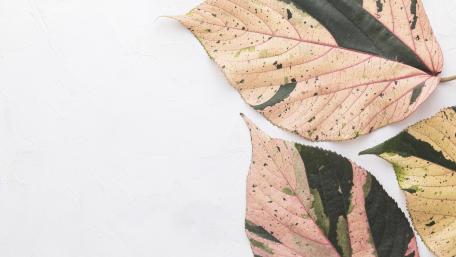 Flat Lay Colored Autumn Leaves wallpaper