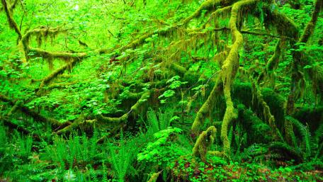 Emerald Enchantment of a Lush Rainforest wallpaper