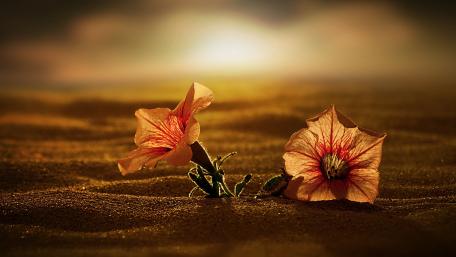 Desert Blooms in Soft Light wallpaper