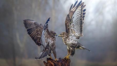 Majestic Falcons in a Misty Realm wallpaper