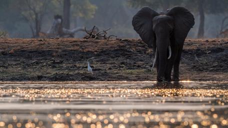 Majestic Elephant at Twilight Serenity wallpaper