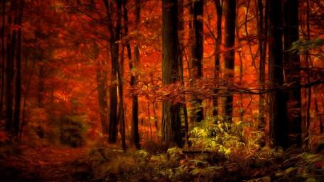 Autumn Hues Enchant the Forest Trail wallpaper