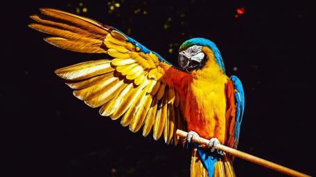 Macaw in Majestic Flight Display wallpaper
