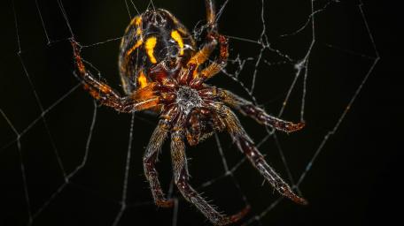 Intricate Web of the Night Hunter wallpaper