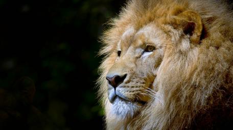 Majestic Lion Basking in Golden Light wallpaper