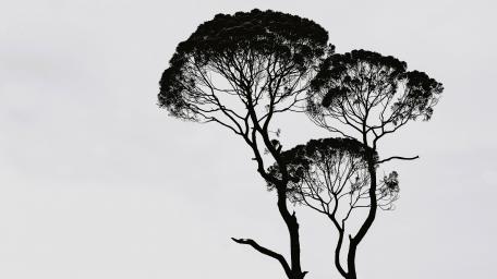 Elegant Treetop Silhouettes in Monochrome wallpaper