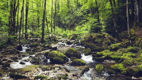 Verdant Forest Stream at Cascades du Hérisson wallpaper