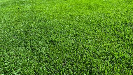 Simple basic grass background wallpaper