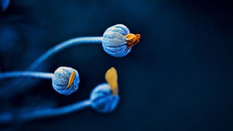 Sapphire Buds Awakening wallpaper