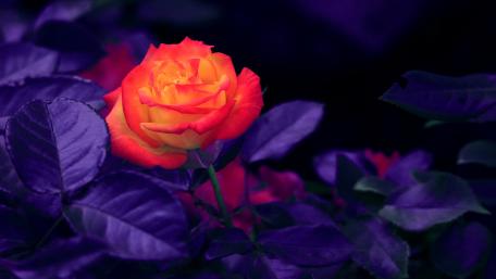 Vibrant Rose Amidst Midnight Foliage wallpaper