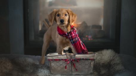 Adorable Golden Retriever Puppy Wearing a Scarf wallpaper