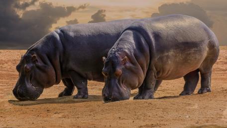 Majestic Hippos in their Natural Habitat wallpaper