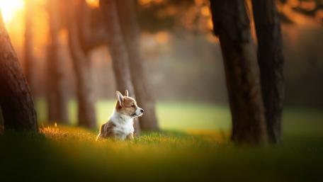 Adorable Corgi Puppy in Golden Light wallpaper
