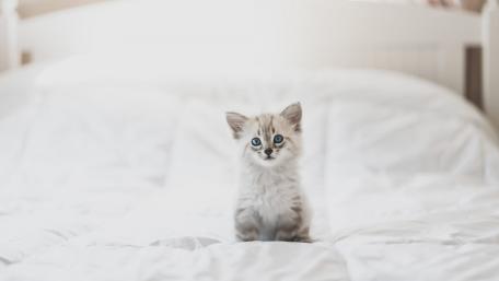 Adorable Kitten on Soft Bedspread wallpaper